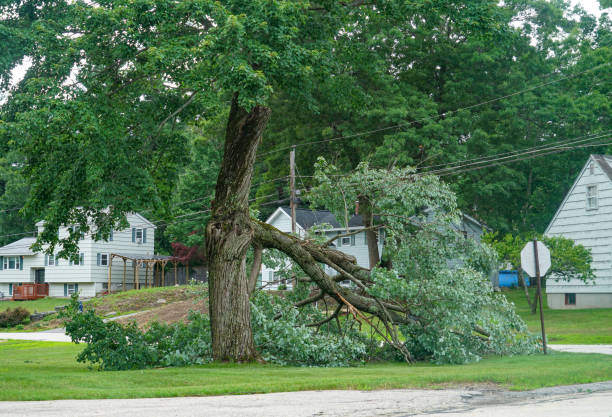 How Our Tree Care Process Works  in Coldstream, OH